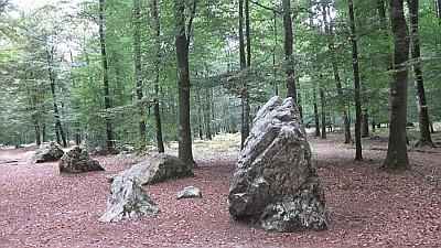Fougeres Forest